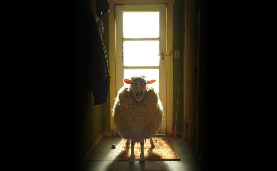 black-sheep-2006-jonathan-king-02.jpg