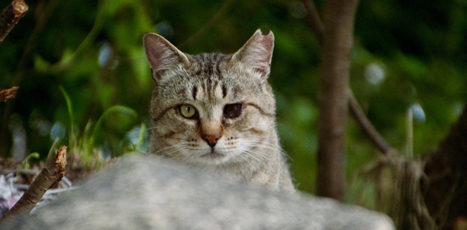 The Cats of Gokogu Shrine recensione
