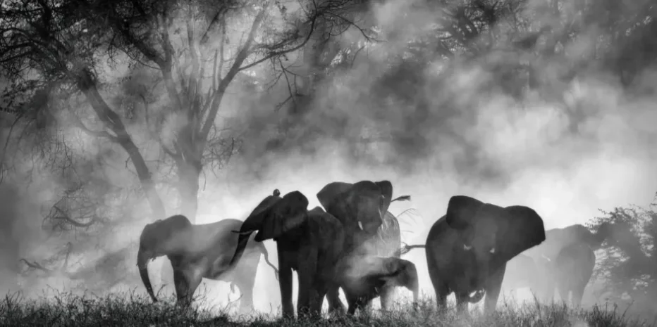 Ghost Elephants