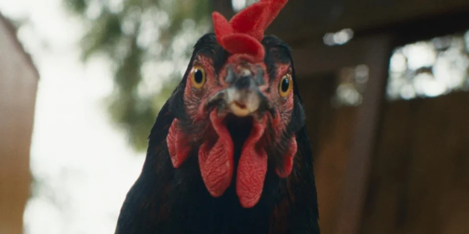 hen-2025-gyorgy-palfi-01.webp